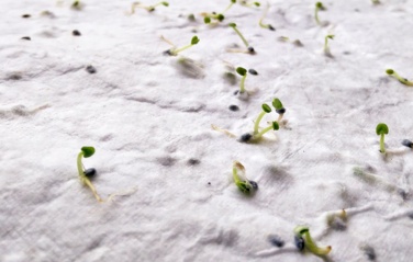 Logo trade business gift photo of: A5 wildflower seed paper sheet