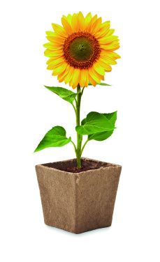 Logotrade promotional gift image of: Sunflower growing kit